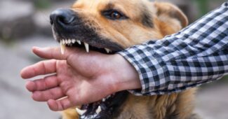 Dog bite lawyer Pennsylvania